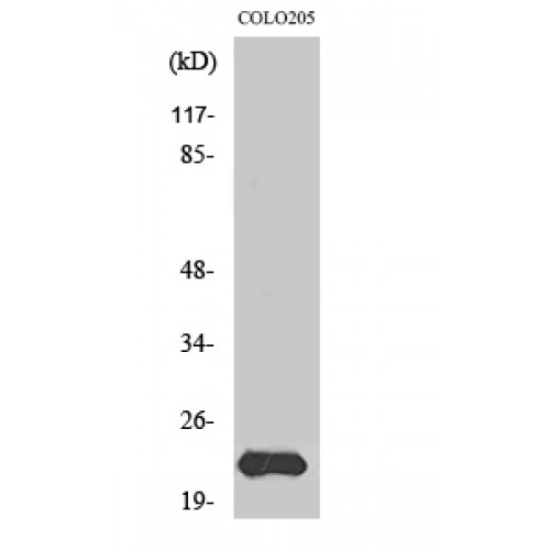 MRPL40 Antibody - Western blot of MRP-L40 antibody