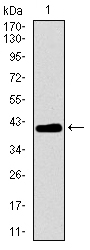 MRPL42 / MRPS32 Antibody - Western blot using MRPL42 monoclonal antibody against human MRPL42 recombinant protein. (Expected MW is 41.2 kDa)
