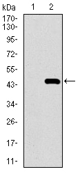 MRPL42 / MRPS32 Antibody - Western blot using MRPL42 monoclonal antibody against HEK293 (1) and MRPL42 (AA: 10-142)-hIgGFc transfected HEK293 (2) cell lysate.