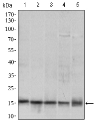 MRPL42 / MRPS32 Antibody - Western blot using MRPL42 mouse monoclonal antibody against HL7702 (1), SMMC-7721 (2), HEK293 (3) , HeLa (4) and Raji (5) cell lysate.