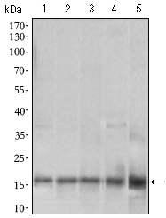MRPL42 / MRPS32 Antibody - Western blot using MRPL42 mouse monoclonal antibody against HL7702 (1), SMMC-7721 (2), HEK293 (3) , HeLa (4) and Raji (5) cell lysate.