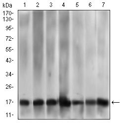 MRPL42 / MRPS32 Antibody - Western blot using MRPL42 mouse monoclonal antibody against HL7702 (1), HepG2 (2), SMMC-7721 (3), HEK293 (4), HL60 (5), HeLa (6), and Raji (7) cell lysate.