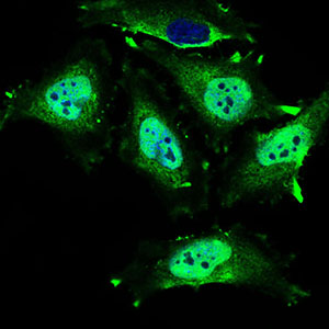 MRPL42 / MRPS32 Antibody - Immunofluorescence of HeLa cells using MRPL42 mouse monoclonal antibody (green). Blue: DRAQ5 fluorescent DNA dye.