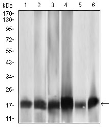 MRPL42 / MRPS32 Antibody - Western blot using MRPL42 mouse monoclonal antibody against HL7702 (1), HepG2 (2), SMMC-7721 (3), HEK293 (4), HeLa (5), and Raji (6) cell lysate.