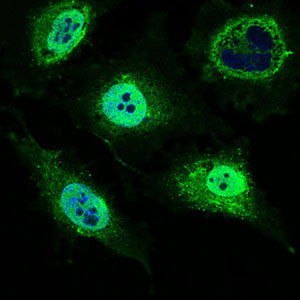 MRPL42 / MRPS32 Antibody - Immunofluorescence of HeLa cells using MRPL42 mouse monoclonal antibody (green). Blue: DRAQ5 fluorescent DNA dye.