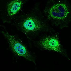 MRPL42 / MRPS32 Antibody - MRPL42 Antibody in Immunofluorescence (IF)