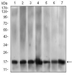 MRPL42 / MRPS32 Antibody - MRPL42 Antibody in Western Blot (WB)