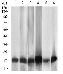 MRPL42 / MRPS32 Antibody - MRPL42 Antibody in Western Blot (WB)