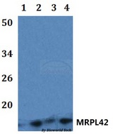 MRPL42 / MRPS32 Antibody - Western blot of MRPL42 antibody at 1:500 dilution. Lane 1: HEK293T whole cell lysate. Lane 2: Raw264.7 whole cell lysate. Lane 3: H9C2 whole cell lysate. Lane 4: HELA whole cell l.