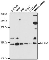 MRPL42 / MRPS32 Antibody - Western blot analysis of extracts of various cell lines, using MRPL42 antibody at 1:3000 dilution. The secondary antibody used was an HRP Goat Anti-Rabbit IgG (H+L) at 1:10000 dilution. Lysates were loaded 25ug per lane and 3% nonfat dry milk in TBST was used for blocking. An ECL Kit was used for detection and the exposure time was 90s.