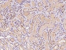 MRPL42 / MRPS32 Antibody - Immunochemical staining of human MRPL42 in human kidney with rabbit polyclonal antibody at 1:100 dilution, formalin-fixed paraffin embedded sections.