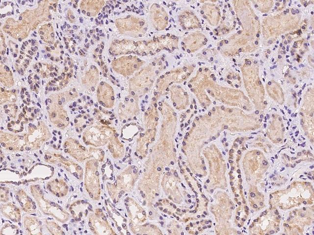 MRPL42 / MRPS32 Antibody - Immunochemical staining of human MRPL42 in human kidney with rabbit polyclonal antibody at 1:100 dilution, formalin-fixed paraffin embedded sections.