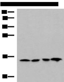 MRPL42 / MRPS32 Antibody - Western blot analysis of Jurkat HepG2 Hela and Raji cell lysates  using MRPL42 Polyclonal Antibody at dilution of 1:800