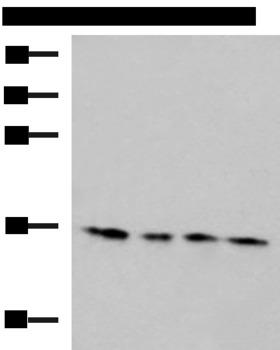 MRPL42 / MRPS32 Antibody - Western blot analysis of 293T Hela HepG2 and Jurkat cell lysates  using MRPL42 Polyclonal Antibody at dilution of 1:650