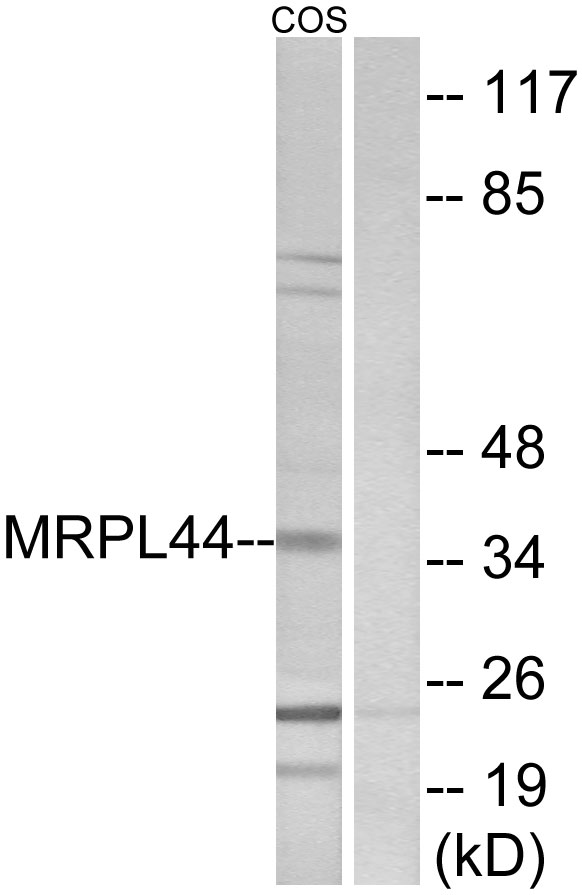 MRPL44 Antibody - Western blot analysis of lysates from COS7 cells, using MRPL44 Antibody. The lane on the right is blocked with the synthesized peptide.