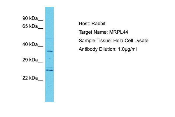 MRPL44 Antibody -  This image was taken for the unconjugated form of this product. Other forms have not been tested.