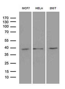 MRPL44 Antibody - Western blot analysis of extracts. (35ug) from 3 different cell lines by using anti-MRPL44 monoclonal antibody. (1:500)