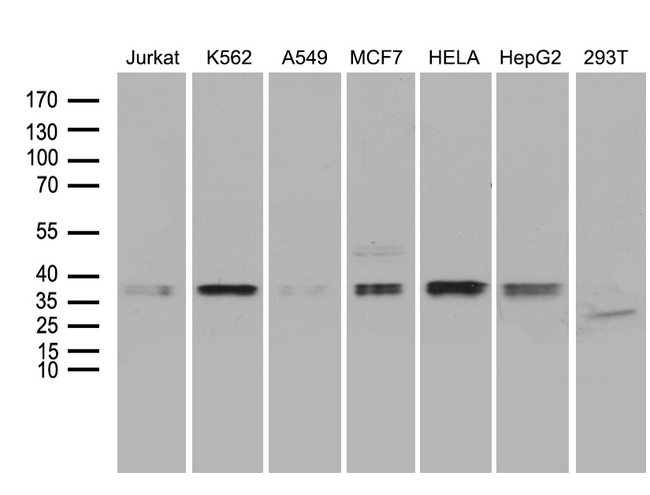 MRPL44 Antibody - Western blot analysis of extracts. (35ug) from 7 different cell lines by using anti-MRPL44 monoclonal antibody. (1:500)