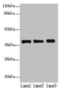 MRPL44 Antibody - Western blot All lanes: MRPL44 antibody at 6µg/ml Lane 1: Hela whole cell lysate Lane 2: Jurkat whole cell lysate Lane 3: K562 whole cell lysate Secondary Goat polyclonal to rabbit IgG at 1/10000 dilution Predicted band size: 38 kDa Observed band size: 38 kDa