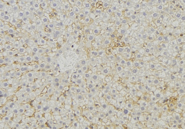 MRPL44 Antibody - 1:100 staining mouse liver tissue by IHC-P. The sample was formaldehyde fixed and a heat mediated antigen retrieval step in citrate buffer was performed. The sample was then blocked and incubated with the antibody for 1.5 hours at 22°C. An HRP conjugated goat anti-rabbit antibody was used as the secondary.