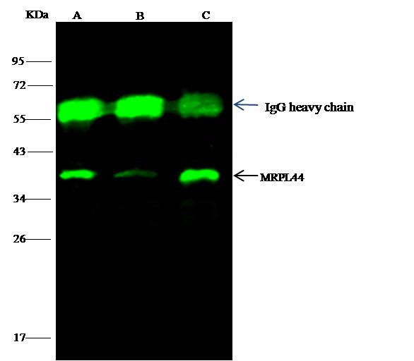 MRPL44 Antibody - Mouse RPL44 was immunoprecipitated using: Lane A: 0.5 mg Hela Whole Cell Lysate. Lane B: 0.5 mg 293T Whole Cell Lysate. Lane C:0.5 mg Caco-2 Whole Cell Lysate. 4 uL anti-Mouse RPL44 rabbit polyclonal antibody and 15 ul of 50% Protein G agarose. Primary antibody: Anti-Mouse RPL44 rabbit polyclonal antibody, at 1:100 dilution. Secondary antibody: Dylight 800-labeled antibody to rabbit IgG (H+L), at 1:5000 dilution. Developed using the odssey technique. Performed under reducing conditions. Predicted band size: 38 kDa. Observed band size: 38 kDa.