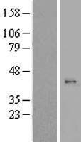 MRPL44 Protein - Western validation with an anti-DDK antibody * L: Control HEK293 lysate R: Over-expression lysate