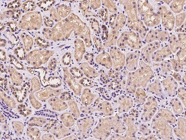 MRPL45 Antibody - Immunochemical staining of human MRPL45 in human kidney with rabbit polyclonal antibody at 1:100 dilution, formalin-fixed paraffin embedded sections.