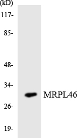 MRPL46 Antibody - Western blot analysis of the lysates from HUVECcells using MRPL46 antibody.