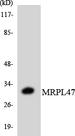 MRPL46 Antibody - Western blot analysis of the lysates from 293 cells using MRPL47 antibody.
