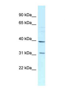 MRPL46 Antibody - MRPL46 antibody Western blot of HeLa Cell lysate. Antibody concentration 1 ug/ml.  This image was taken for the unconjugated form of this product. Other forms have not been tested.
