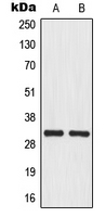 MRPL46 Antibody - Western blot analysis of MRPL46 expression in U251MG (A); HepG2 (B) whole cell lysates.