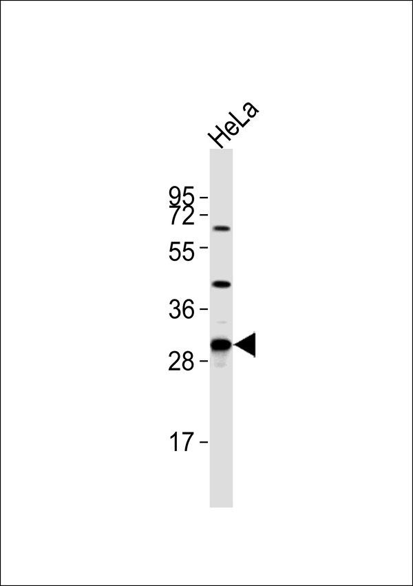 MRPL46 Antibody - Anti-MRPL46 Antibody at 1:1000 dilution + HeLa whole cell lysates Lysates/proteins at 20 ug per lane. Secondary Goat Anti-Rabbit IgG, (H+L),Peroxidase conjugated at 1/10000 dilution Predicted band size : 32 kDa Blocking/Dilution buffer: 5% NFDM/TBST.