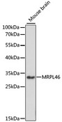 MRPL46 Antibody - Western blot analysis of extracts of mouse brain, using MRPL46 antibody at 1:1000 dilution. The secondary antibody used was an HRP Goat Anti-Rabbit IgG (H+L) at 1:10000 dilution. Lysates were loaded 25ug per lane and 3% nonfat dry milk in TBST was used for blocking. An ECL Kit was used for detection and the exposure time was 90s.