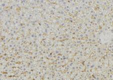 MRPL46 Antibody - 1:100 staining mouse liver tissue by IHC-P. The sample was formaldehyde fixed and a heat mediated antigen retrieval step in citrate buffer was performed. The sample was then blocked and incubated with the antibody for 1.5 hours at 22°C. An HRP conjugated goat anti-rabbit antibody was used as the secondary.