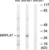 MRPL47 Antibody - Western blot analysis of lysates from RAW264.7 and K562 cells, using MRPL47 Antibody. The lane on the right is blocked with the synthesized peptide.