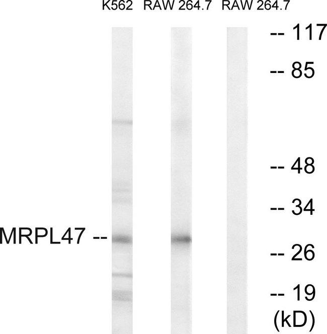 MRPL47 Antibody - Western blot analysis of extracts from K562 cells and RAW264.7 cells, using MRPL47 antibody.