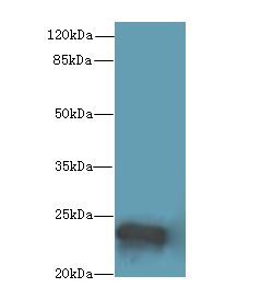 MRPL48 Antibody - Western blot. All lanes: MRPL48 antibody at 8 ug/ml+ Mouse heart tissue Goat polyclonal to rabbit at 1:10000 dilution. Predicted band size: 24 kDa. Observed band size: 24 kDa.