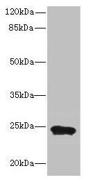 MRPL48 Antibody - Western blot All lanes: MRPL48 antibody at 8µg/ml + Mouse heart tissue Secondary Goat polyclonal to rabbit IgG at 1/10000 dilution Predicted band size: 24, 22 kDa Observed band size: 24 kDa