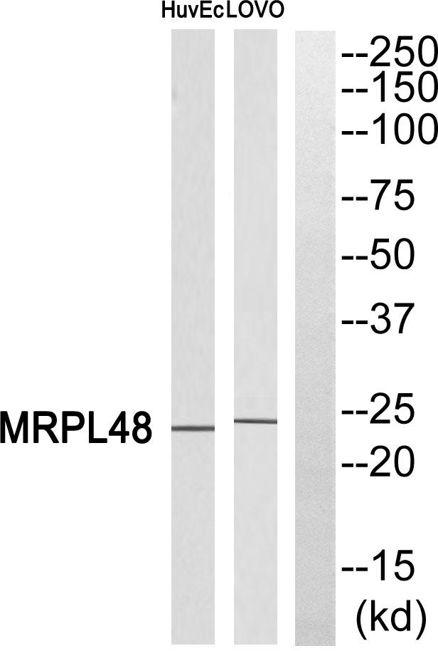 MRPL48 Antibody - Western blot analysis of extracts from HuvEc cells and LOVO cells, using MRPL48 antibody.