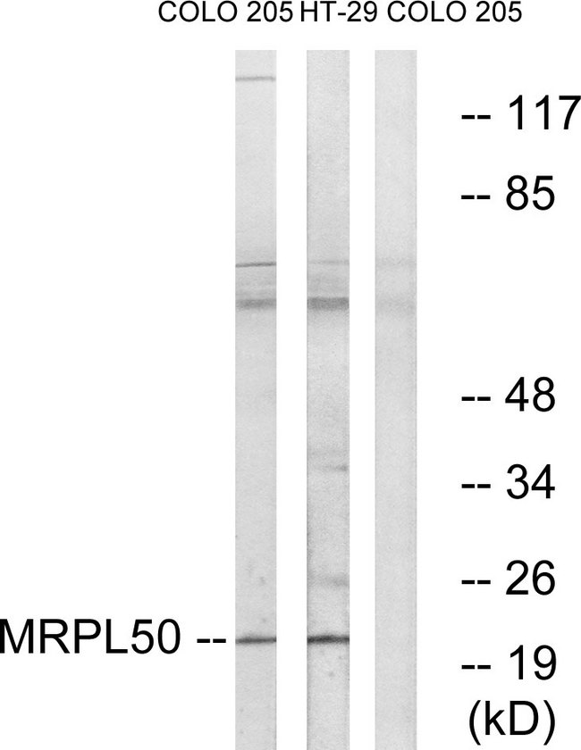 MRPL50 Antibody - Western blot analysis of lysates from COLO and HT-29 cells, using MRPL50 Antibody. The lane on the right is blocked with the synthesized peptide.