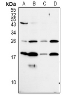 MRPL50 Antibody - Western blot analysis of MRPL50 expression in PC12 (A), AML12 (B), A549 (C), HepG2 (D) whole cell lysates.