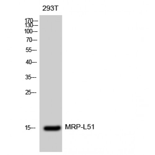 MRPL51 Antibody - Western blot of MRP-L51 antibody