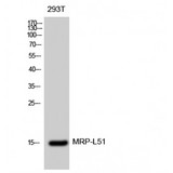 MRPL51 Antibody - Western blot of MRP-L51 antibody