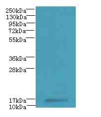 MRPL51 Antibody - Western blot. All lanes: MRPL51 antibody at 2.5 ug/ml+K54- whole cell lysate Goat polyclonal to rabbit at 1:10000 dilution. Predicted band size: 15 kDa. Observed band size: 15 kDa.