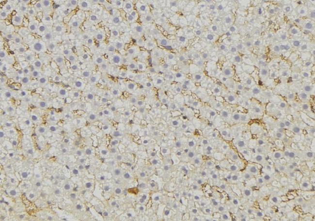 MRPL51 Antibody - 1:100 staining mouse liver tissue by IHC-P. The sample was formaldehyde fixed and a heat mediated antigen retrieval step in citrate buffer was performed. The sample was then blocked and incubated with the antibody for 1.5 hours at 22°C. An HRP conjugated goat anti-rabbit antibody was used as the secondary.