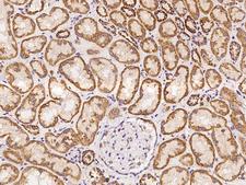 MRPL52 Antibody - Immunochemical staining of human MRPL52 in human kidney with rabbit polyclonal antibody at 1:100 dilution, formalin-fixed paraffin embedded sections.