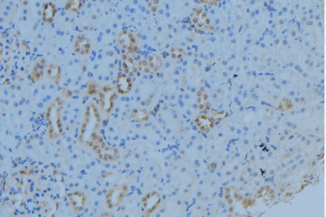 MRPL53 Antibody - 1:100 staining mouse kidney tissue by IHC-P. The sample was formaldehyde fixed and a heat mediated antigen retrieval step in citrate buffer was performed. The sample was then blocked and incubated with the antibody for 1.5 hours at 22°C. An HRP conjugated goat anti-rabbit antibody was used as the secondary.