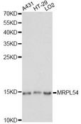 MRPL54 Antibody - Western blot analysis of extracts of various cell lines, using MRPL54 antibody at 1:1000 dilution. The secondary antibody used was an HRP Goat Anti-Rabbit IgG (H+L) at 1:10000 dilution. Lysates were loaded 25ug per lane and 3% nonfat dry milk in TBST was used for blocking. An ECL Kit was used for detection and the exposure time was 30s.