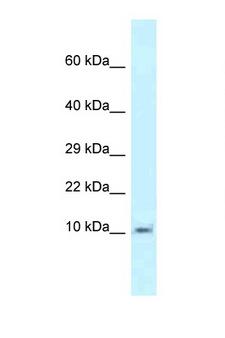 MRPL55 Antibody - MRPL55 antibody Western blot of Mouse Kidney lysate. Antibody concentration 1 ug/ml.  This image was taken for the unconjugated form of this product. Other forms have not been tested.