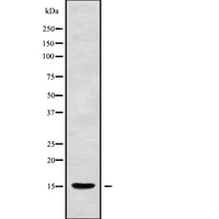 MRPL55 Antibody - Western blot analysis of MRPL55 using HepG2 whole cells lysates